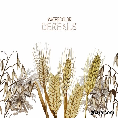 Collection of wheat heads of grain rye grain seed 25 EPS