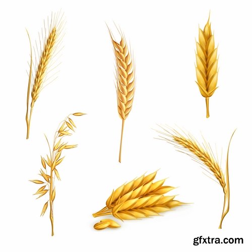 Collection of wheat heads of grain rye grain seed 25 EPS