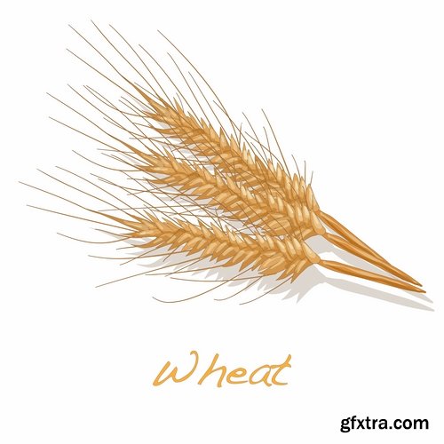 Collection of wheat heads of grain rye grain seed 25 EPS