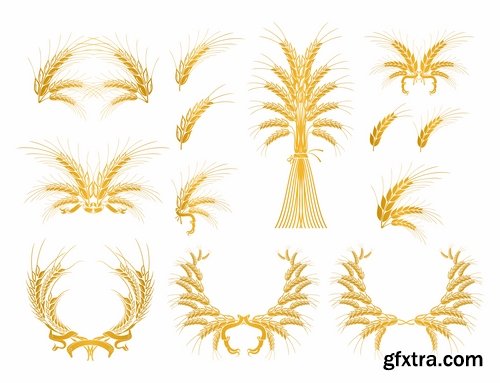 Collection of wheat heads of grain rye grain seed 25 EPS