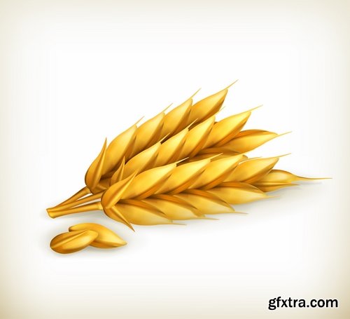 Collection of wheat heads of grain rye grain seed 25 EPS