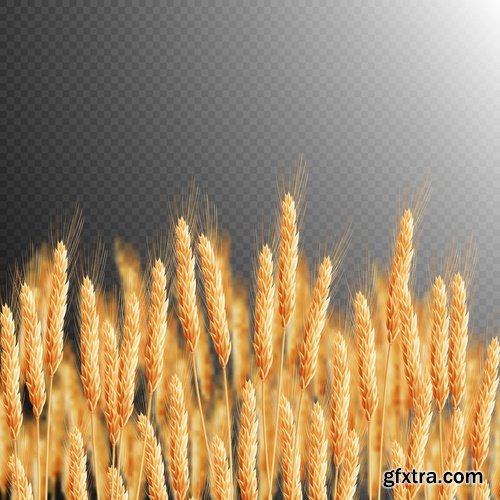 Collection of wheat heads of grain rye grain seed 25 EPS