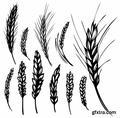 Collection of wheat heads of grain rye grain seed 25 EPS