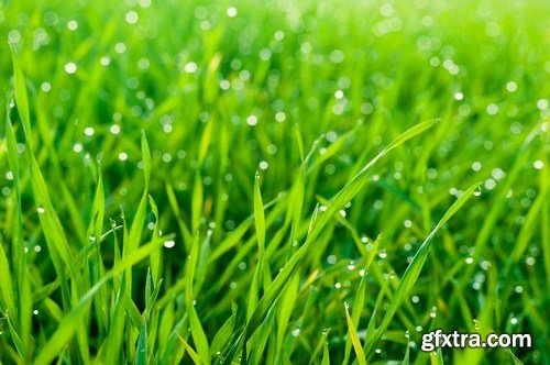 green grass and leaves 10X JPEG