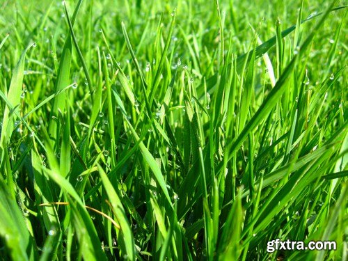 green grass and leaves 10X JPEG