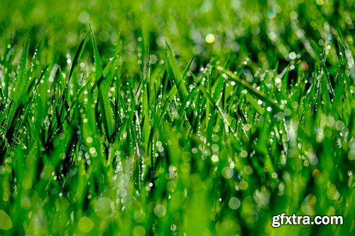 green grass and leaves 10X JPEG