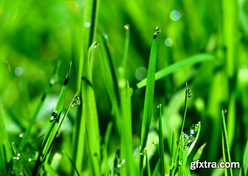 green grass and leaves 10X JPEG