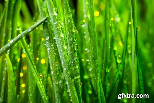 green grass and leaves 10X JPEG