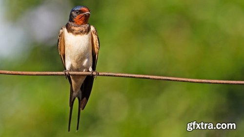 Collection of swallow bird flight wing feather nestling nest 25 HQ Jpeg