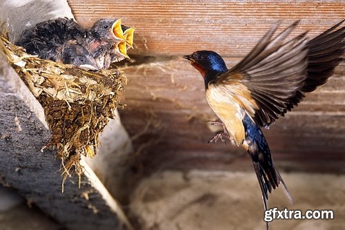 Collection of swallow bird flight wing feather nestling nest 25 HQ Jpeg