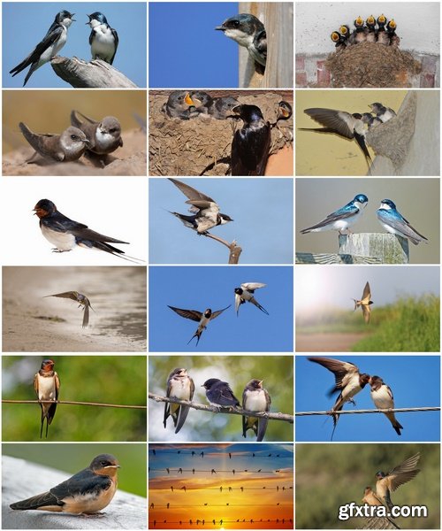 Collection of swallow bird flight wing feather nestling nest 25 HQ Jpeg