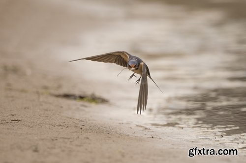 Collection of swallow bird flight wing feather nestling nest 25 HQ Jpeg