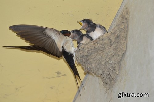 Collection of swallow bird flight wing feather nestling nest 25 HQ Jpeg