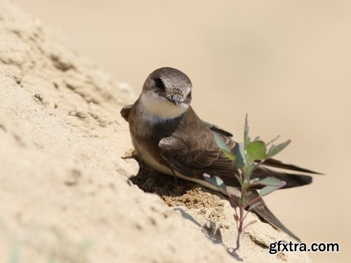 Collection of swallow bird flight wing feather nestling nest 25 HQ Jpeg