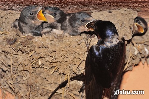 Collection of swallow bird flight wing feather nestling nest 25 HQ Jpeg