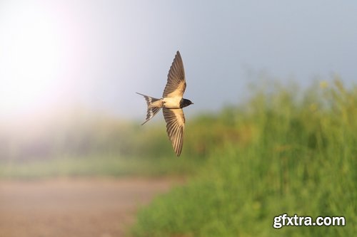 Collection of swallow bird flight wing feather nestling nest 25 HQ Jpeg