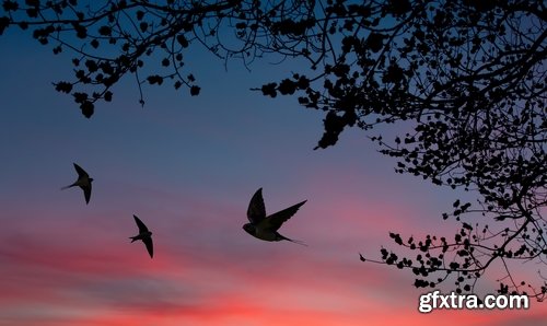 Collection of swallow bird flight wing feather nestling nest 25 HQ Jpeg