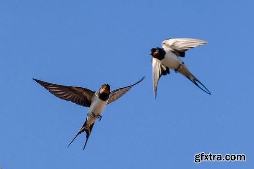 Collection of swallow bird flight wing feather nestling nest 25 HQ Jpeg