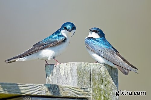 Collection of swallow bird flight wing feather nestling nest 25 HQ Jpeg