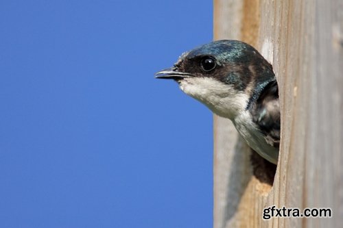 Collection of swallow bird flight wing feather nestling nest 25 HQ Jpeg