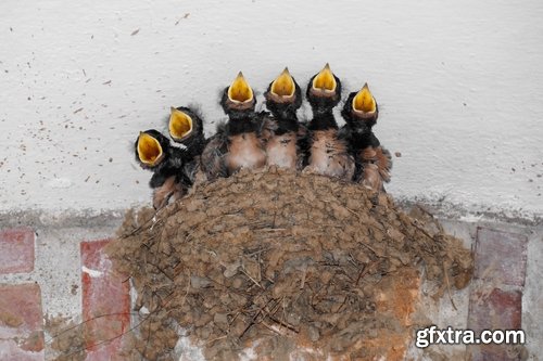 Collection of swallow bird flight wing feather nestling nest 25 HQ Jpeg