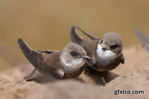 Collection of swallow bird flight wing feather nestling nest 25 HQ Jpeg