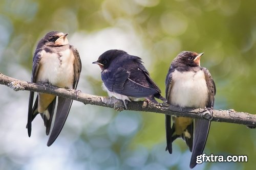 Collection of swallow bird flight wing feather nestling nest 25 HQ Jpeg