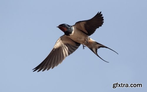 Collection of swallow bird flight wing feather nestling nest 25 HQ Jpeg