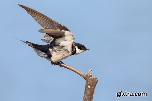 Collection of swallow bird flight wing feather nestling nest 25 HQ Jpeg