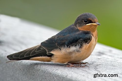 Collection of swallow bird flight wing feather nestling nest 25 HQ Jpeg