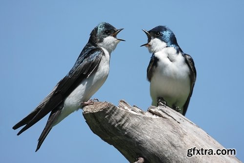 Collection of swallow bird flight wing feather nestling nest 25 HQ Jpeg