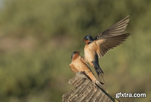 Collection of swallow bird flight wing feather nestling nest 25 HQ Jpeg