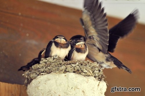 Collection of swallow bird flight wing feather nestling nest 25 HQ Jpeg