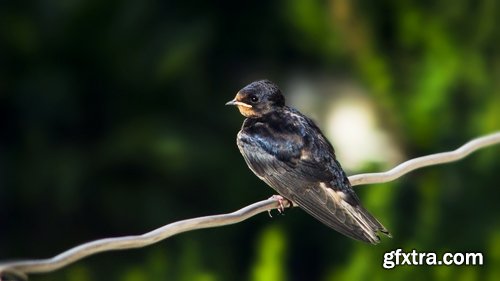 Collection of swallow bird flight wing feather nestling nest 25 HQ Jpeg