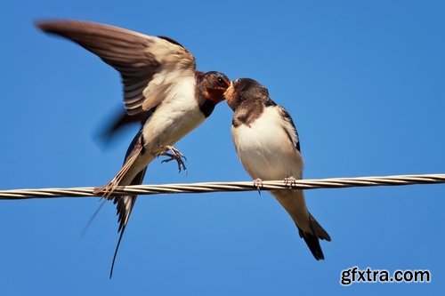 Collection of swallow bird flight wing feather nestling nest 25 HQ Jpeg