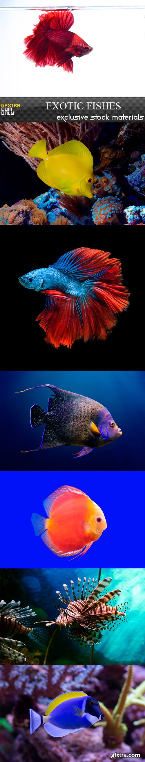 Exotic fishes - 7 UHQ JPEG