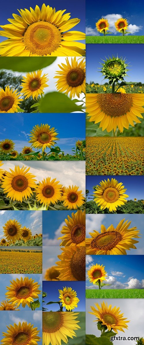 Blooming sunflowers