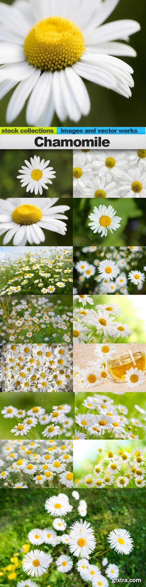 Chamomile, 15 x UHQ JPEG