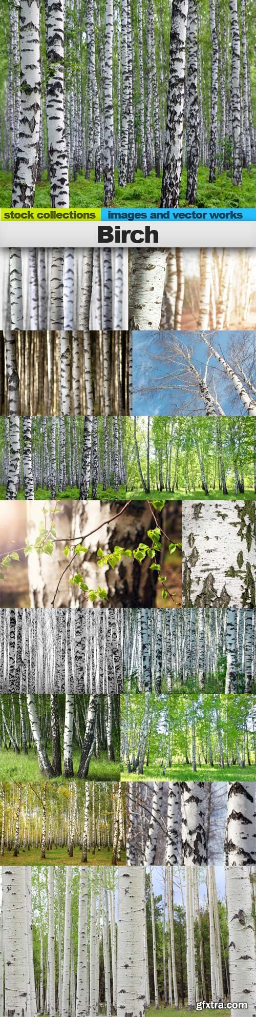 Birch, 15 x UHQ JPEG