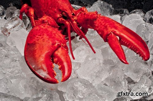 Crabs on ice - 5 UHQ JPEG