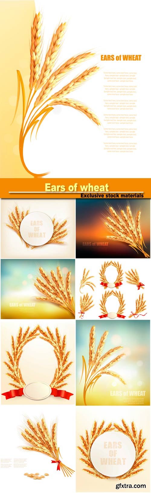 Ears of wheat, vector illustration