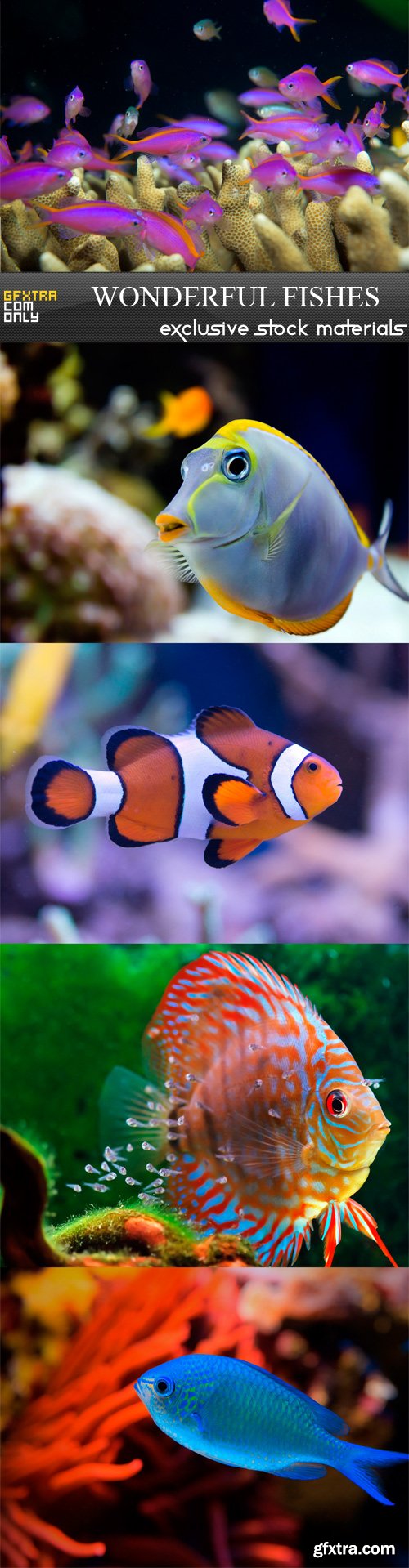 Wonderful fishes - 5 UHQ JPEG