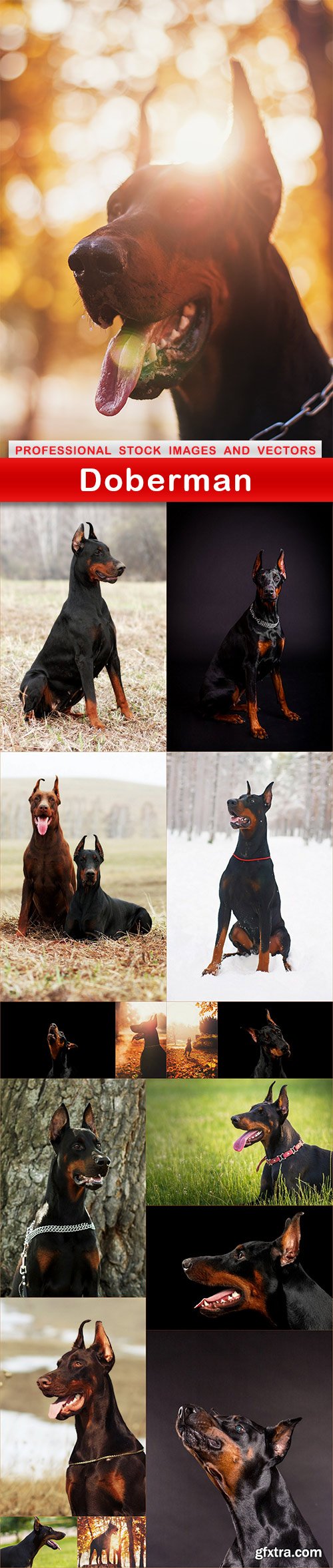 Doberman - 16 UHQ JPEG