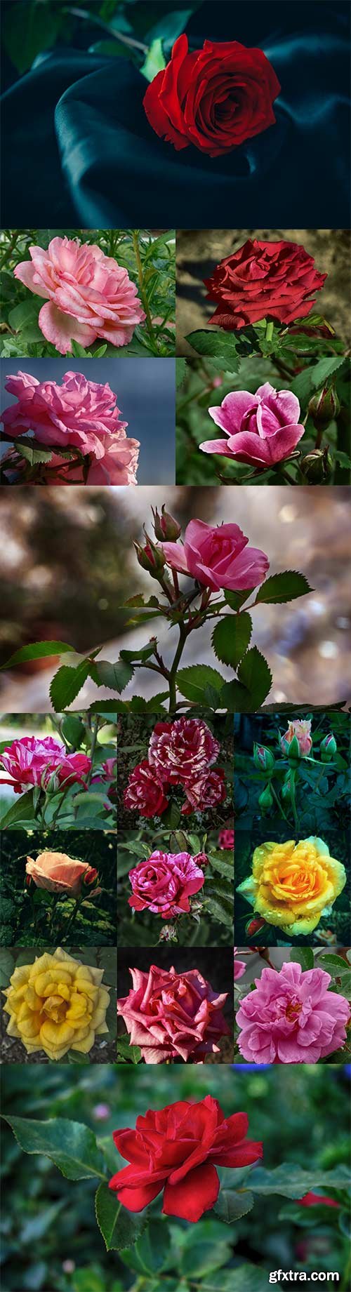 Charming roses