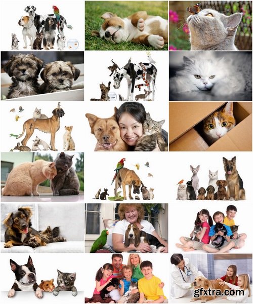 Collection pets pet dog cat animal bird 25 HQ Jpeg