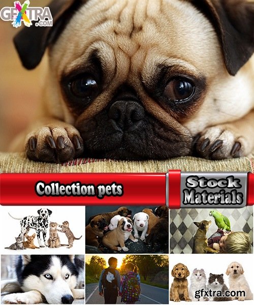 Collection pets pet dog cat animal bird 25 HQ Jpeg