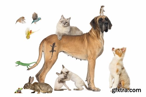 Collection pets pet dog cat animal bird 25 HQ Jpeg