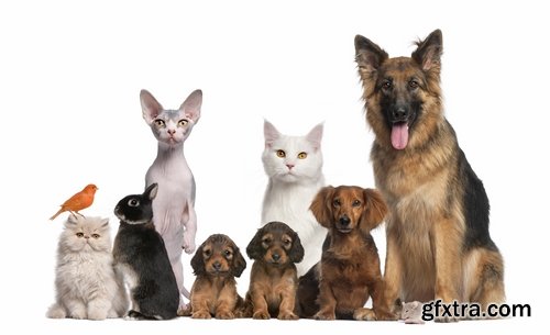 Collection pets pet dog cat animal bird 25 HQ Jpeg