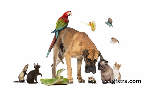 Collection pets pet dog cat animal bird 25 HQ Jpeg