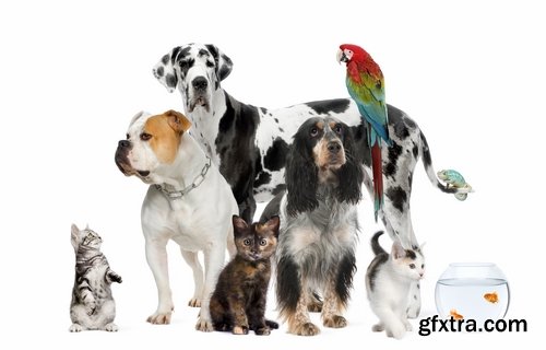 Collection pets pet dog cat animal bird 25 HQ Jpeg